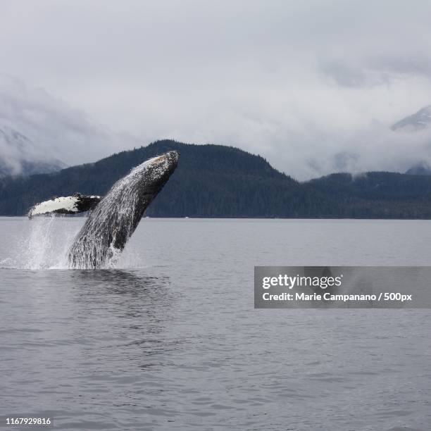 whale with the best backdrop - breeches stock pictures, royalty-free photos & images