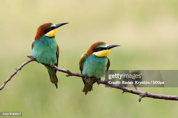 bee-colorful - perching stock pictures, royalty-free photos & images