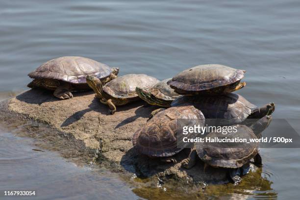 lake scene - eastern painted turtle stock pictures, royalty-free photos & images