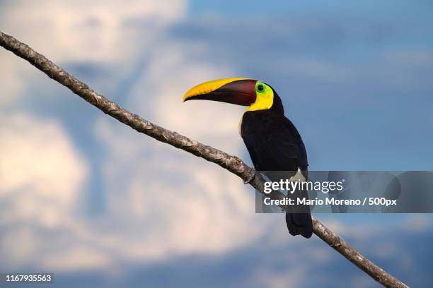 the toucan - osa peninsula stockfoto's en -beelden