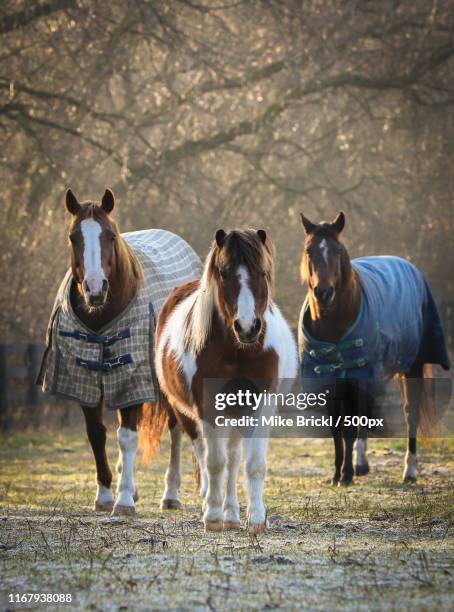 pippi, jedi & chexy in the morning - horse blanket stockfoto's en -beelden