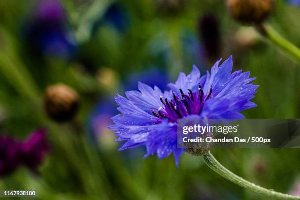flower destop screensaver - kornblume stock-fotos und bilder