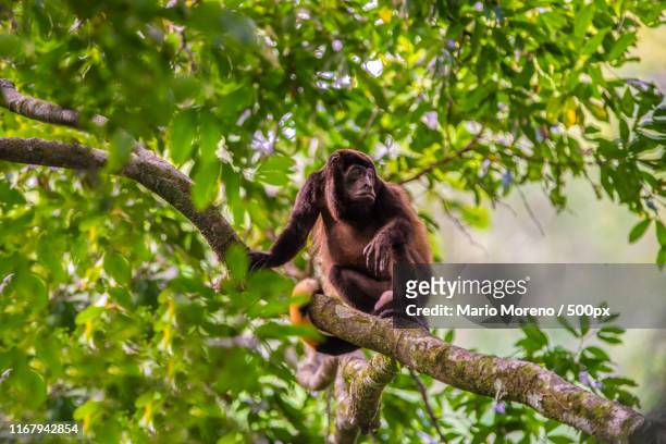 the howler monkey - howler stock pictures, royalty-free photos & images