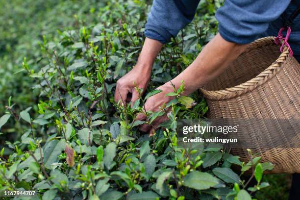 collecting green tea leaf , longjing village, hangzhou - green tea stock-fotos und bilder