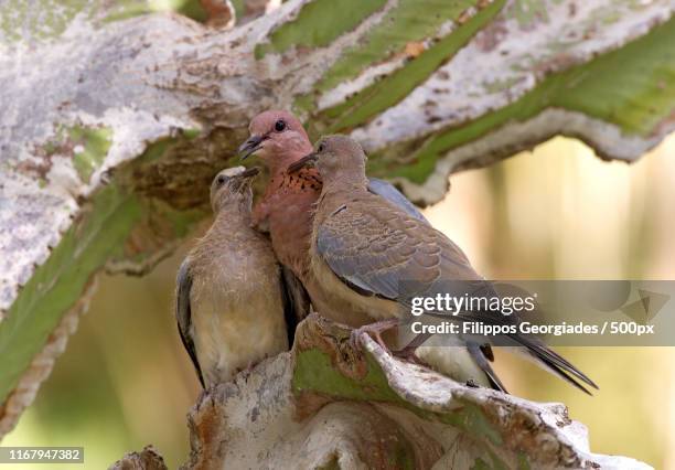 three doves - grenada dove stock pictures, royalty-free photos & images