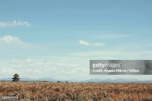 grand teton landscape - prairie stock pictures, royalty-free photos & images