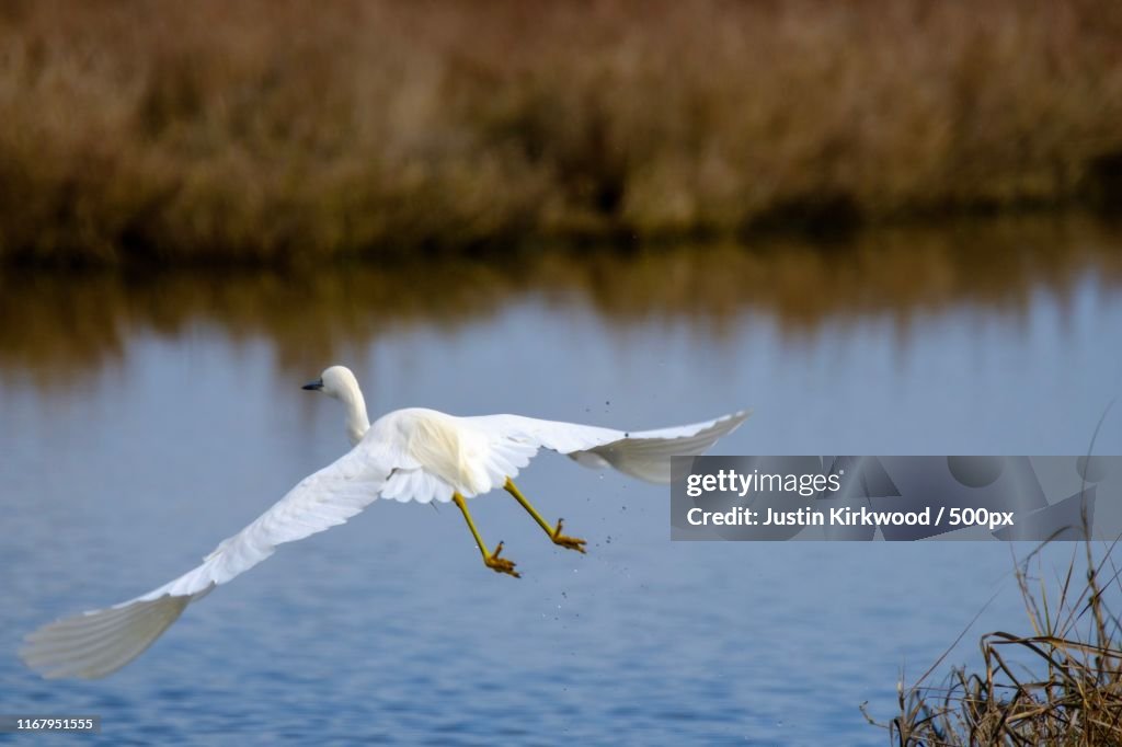 Great Egret Takeoff