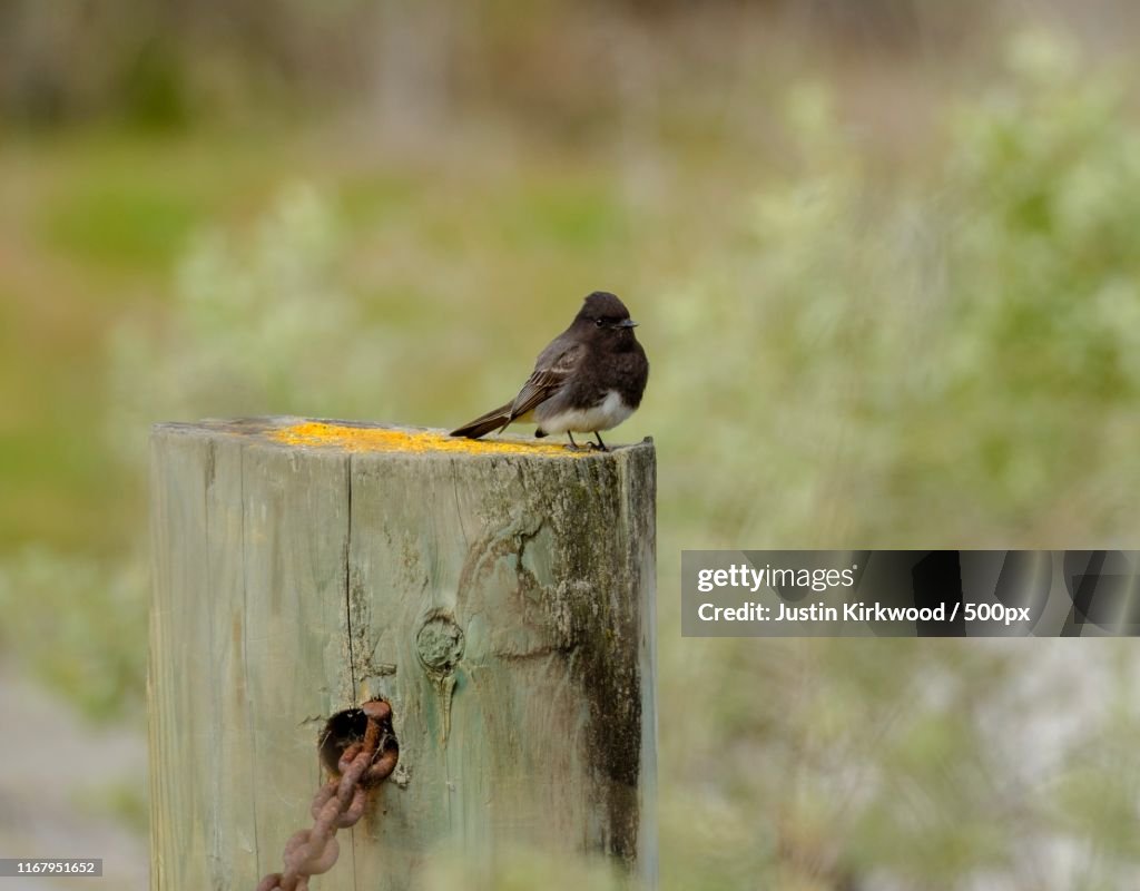 Black Phoebe