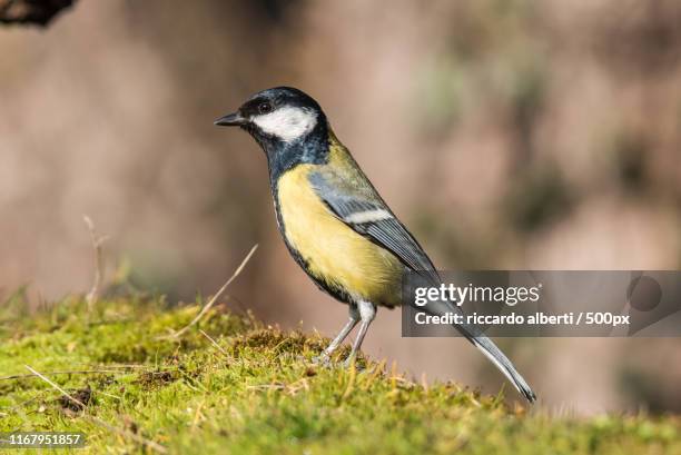tit - cinciallegra stock pictures, royalty-free photos & images