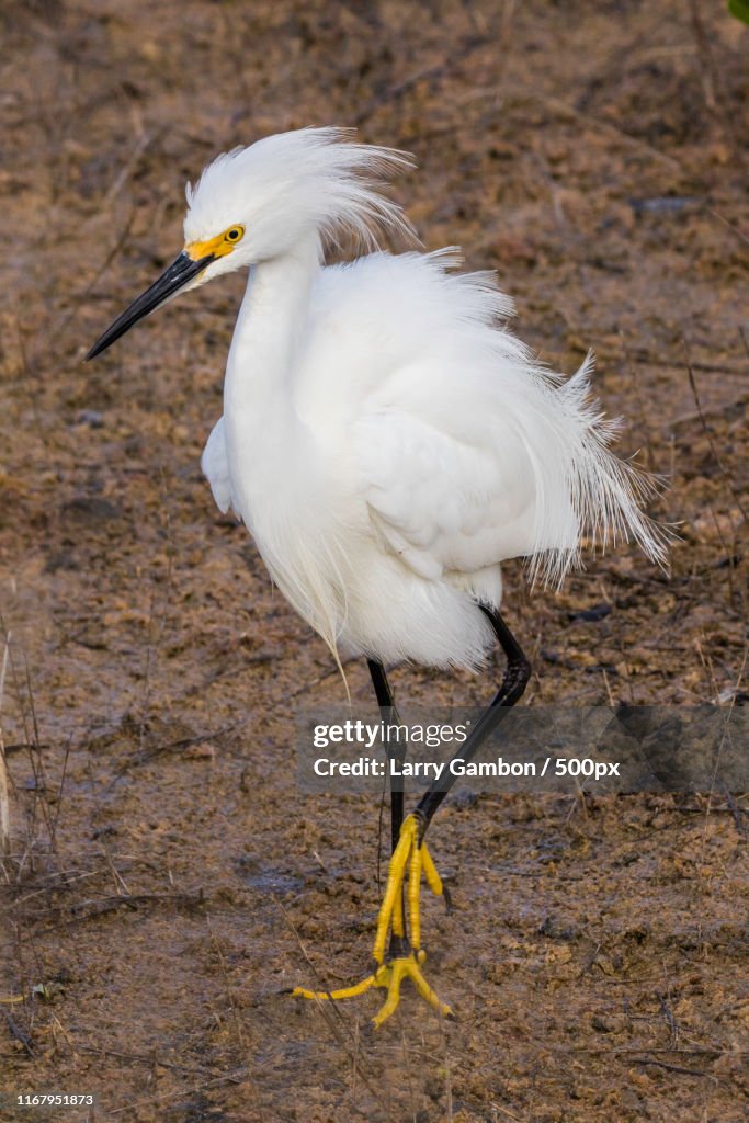 Snowy Egret In Mating Plumage