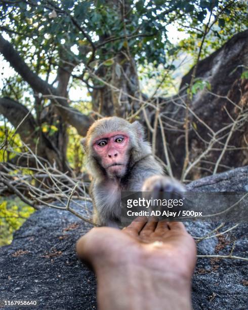person feeding rhesus macaque - rhesus macaque stock pictures, royalty-free photos & images