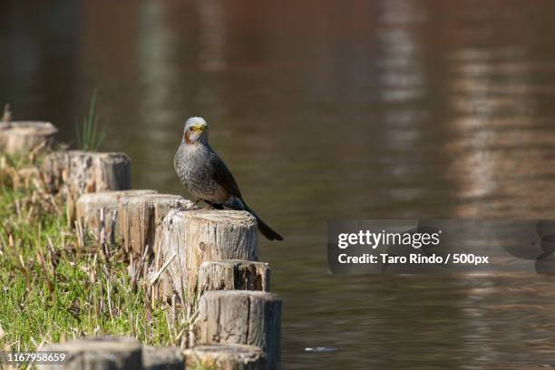 view of seabird perching on river shore - rindo stock-fotos und bilder