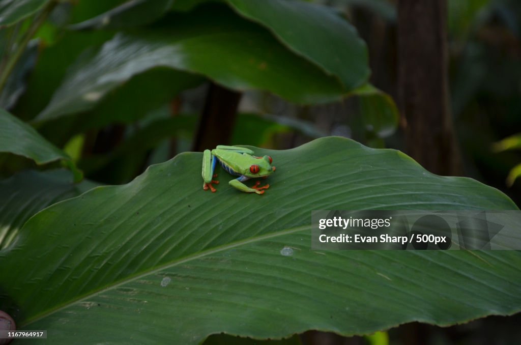 Close up of pine barrens treefrog