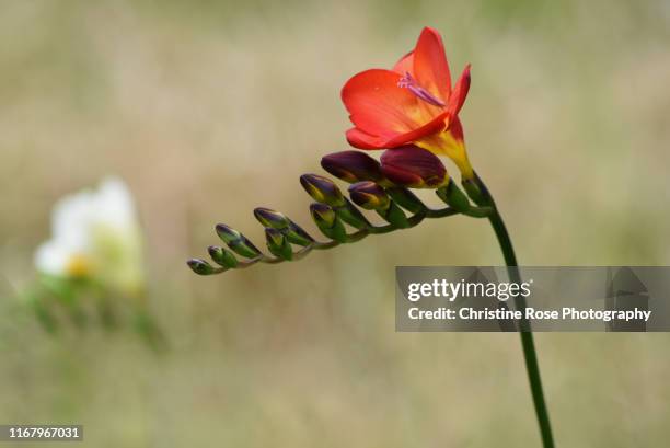 freesia in focus - freesia stock pictures, royalty-free photos & images