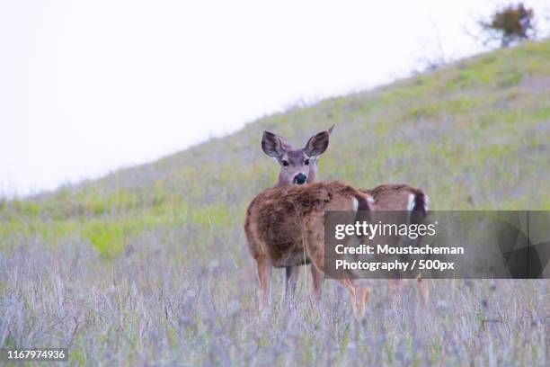 deer at mt diablo - barrage diablo photos et images de collection