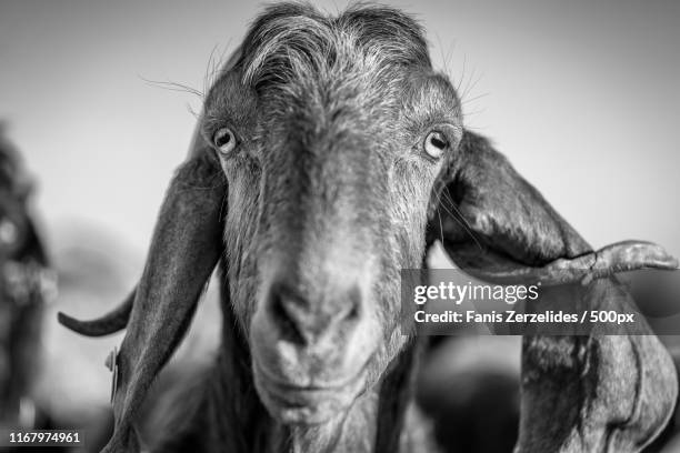 hey there - black goat stock pictures, royalty-free photos & images