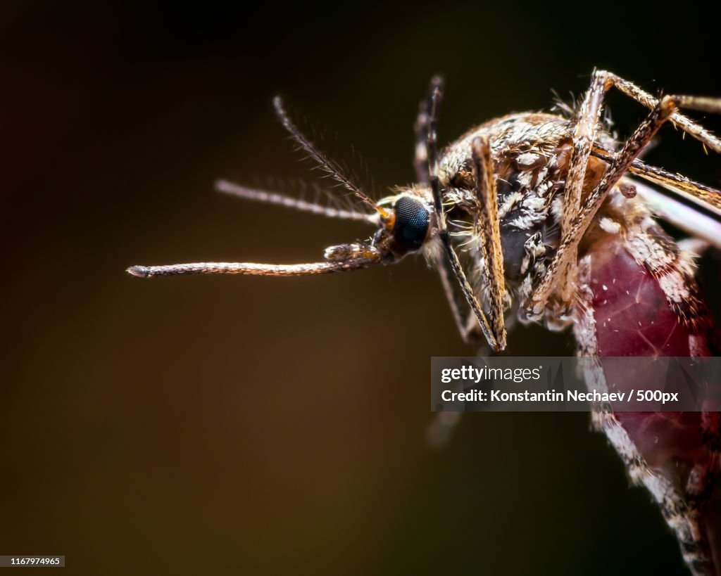 Encephalitis, Yellow Fever, Malaria Disease Or Zika Virus Infected Culex Mosquito Parasite Insect