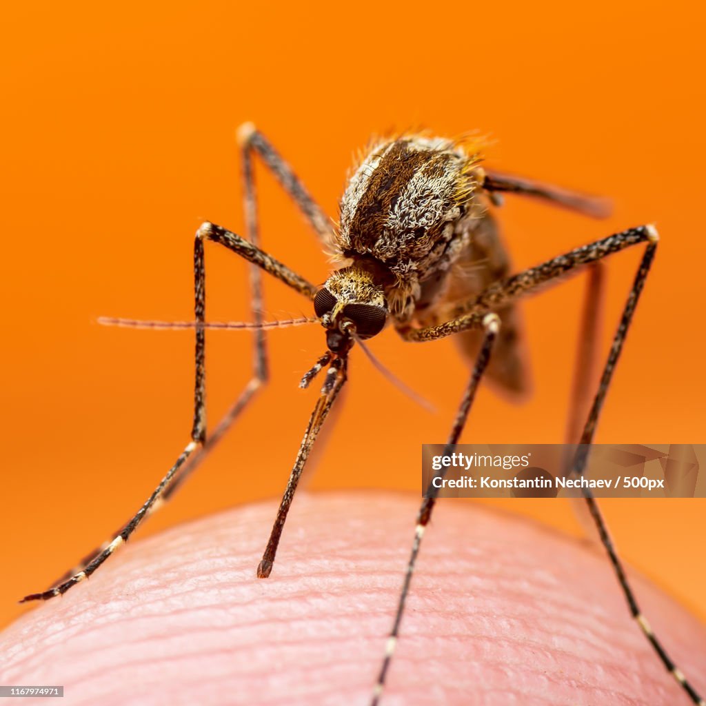 Encephalitis, Yellow Fever, Malaria Disease Or Zika Virus Infected Culex Mosquito Parasite Insect