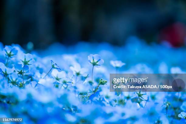 floral photo - nemophila stock pictures, royalty-free photos & images