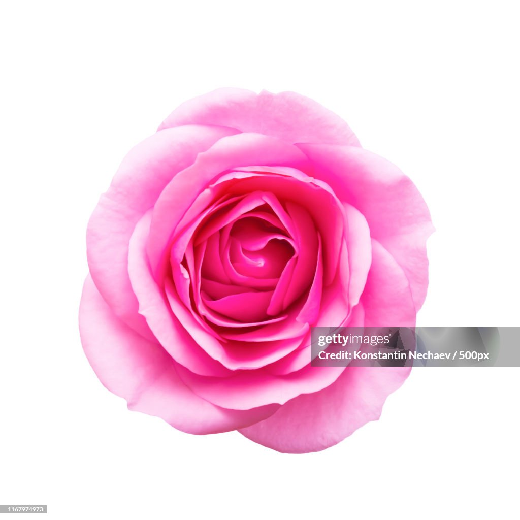 Beautiful Rose Flower Bud Isolated On White Background