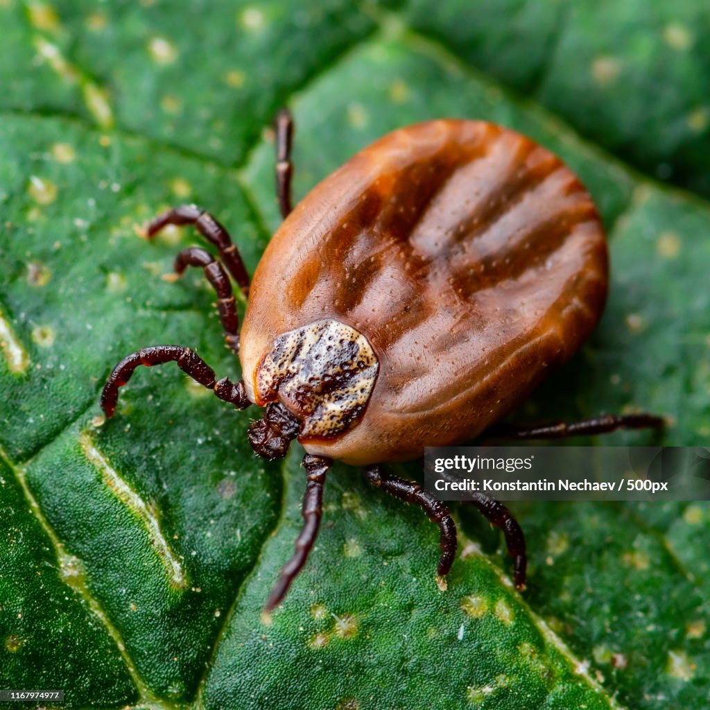 Encephalitis Virus Or Lyme Borreliosis Disease Or Monkey Fever Infectious Dermacentor Tick