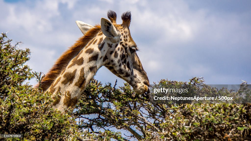 Giraffe Tree Top Feeding