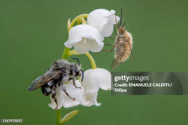 strange couple on the mughetto - mughetto stockfoto's en -beelden