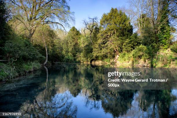 silent pool - surrey stock pictures, royalty-free photos & images