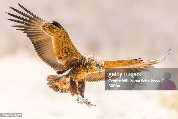 juvenile bateleur landing - bateleur eagle stockfoto's en -beelden