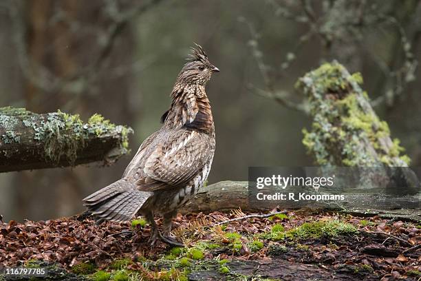 strutting ruffed grouse in quiet forest - ruffed grouse stock pictures, royalty-free photos & images