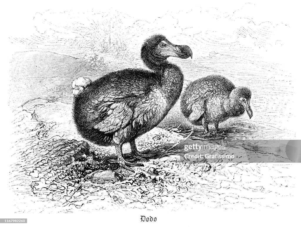 Flightless Extinct Bird Dodo Illustration High-Res Vector Graphic ...