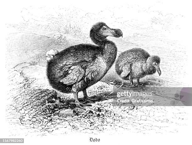 flightless extinct bird dodo illustration - dodo stock illustrations