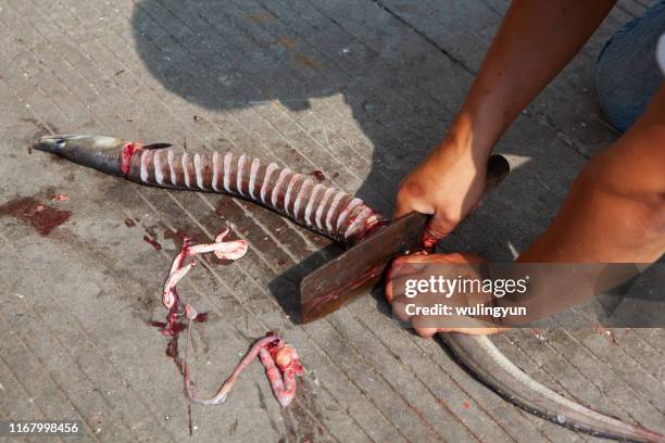 a man cleaning the saltwater eel for lunch at dongji island - horizontaal stock-fotos und bilder