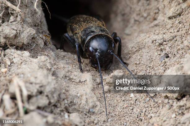 field cricket - gryllus campestris stock pictures, royalty-free photos & images