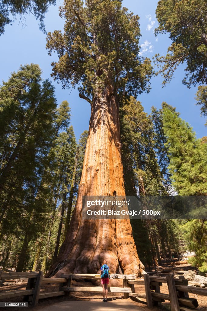 Young Woman Is Standing Under General Sherman Tree