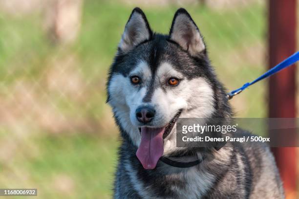 portrait of a malamute dog on a leash - siberian husky stock-fotos und bilder