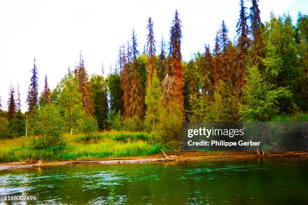 little susitna river, alaska - mt susitna 個照片及圖片檔