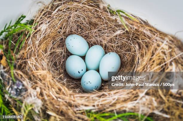 house finch nest - vink stockfoto's en -beelden