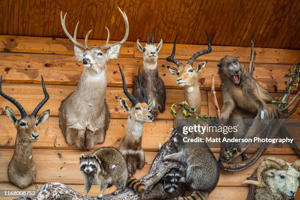 various animals stuffed and mounted to wall for sale - hunting trophy stock-fotos und bilder