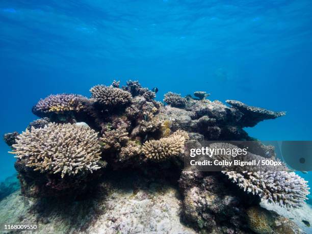 ningaloo blue - mushroom coral stock pictures, royalty-free photos & images