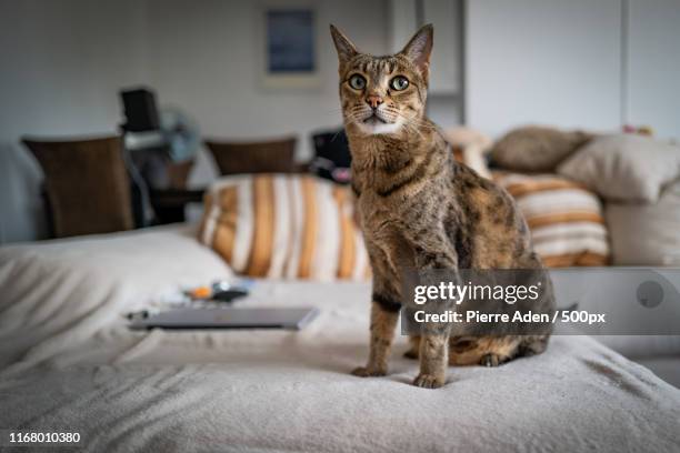 a cute savannah cat on a couch - savannah cat domestic stock pictures, royalty-free photos & images