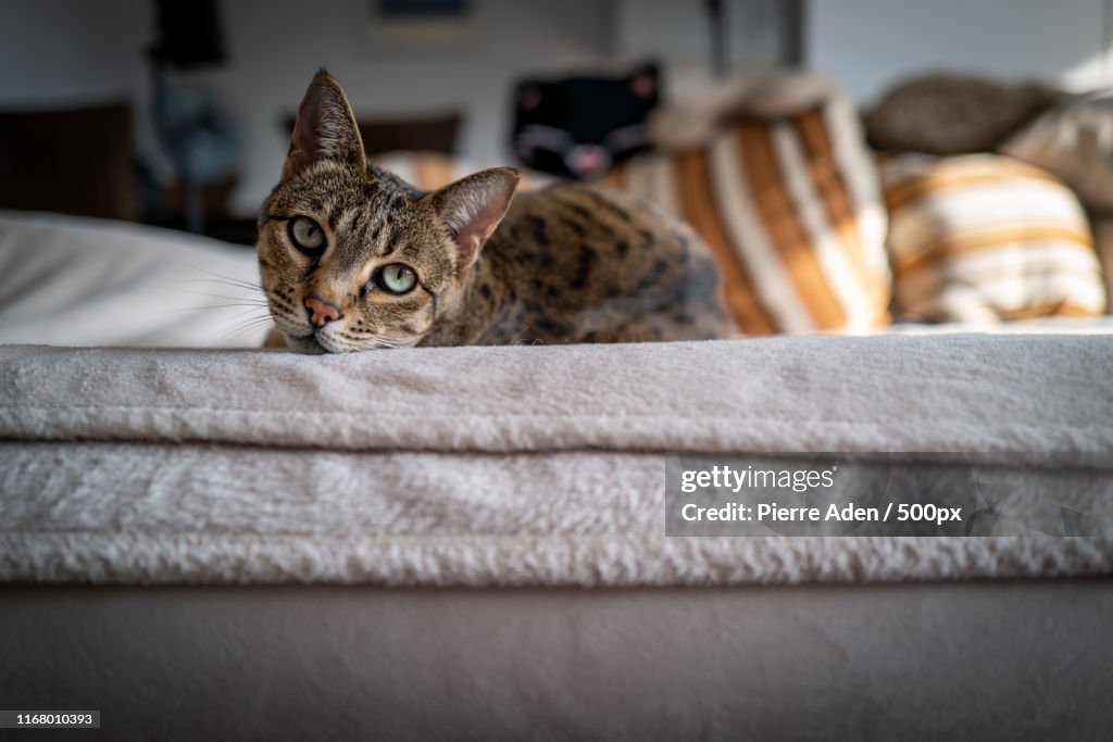 A Cute Savannah Cat On A Couch