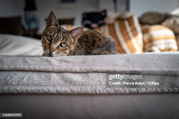 a cute savannah cat on a couch - purebred cat bildbanksfoton och bilder