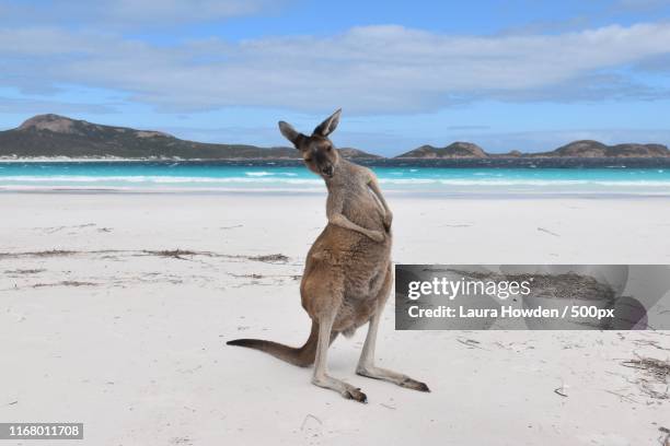 that's the spot - kangaroo on beach foto e immagini stock