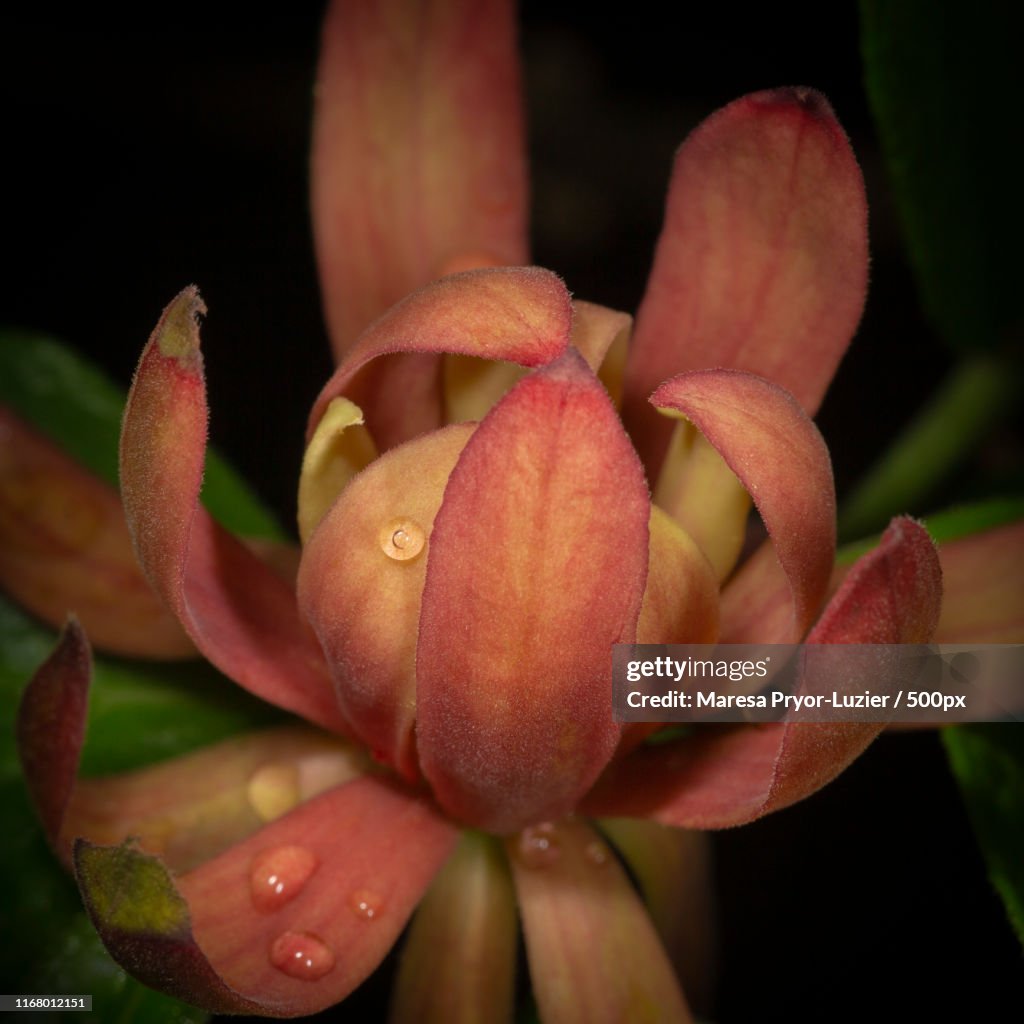 Flowering Sweet-Scrub