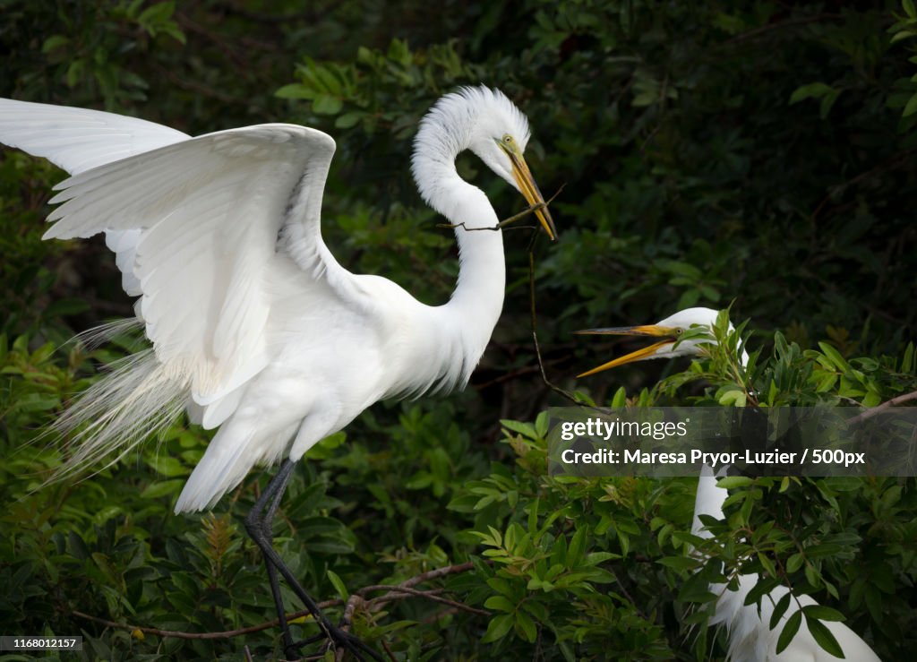 Great Egret Pair Building Nest