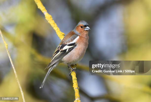 chaffinch2 - vink stockfoto's en -beelden