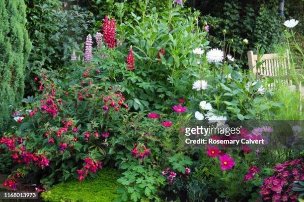 bright flowers in english domestic garden flower border. - fuchsia flower stock pictures, royalty-free photos & images