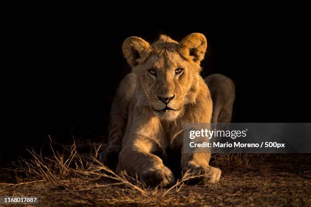 ndutu lion cub - löwenjunges stock-fotos und bilder