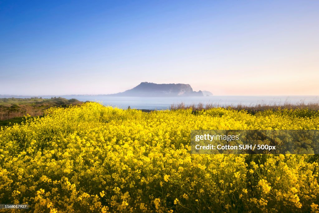 One Spring Day, In 'Jeju